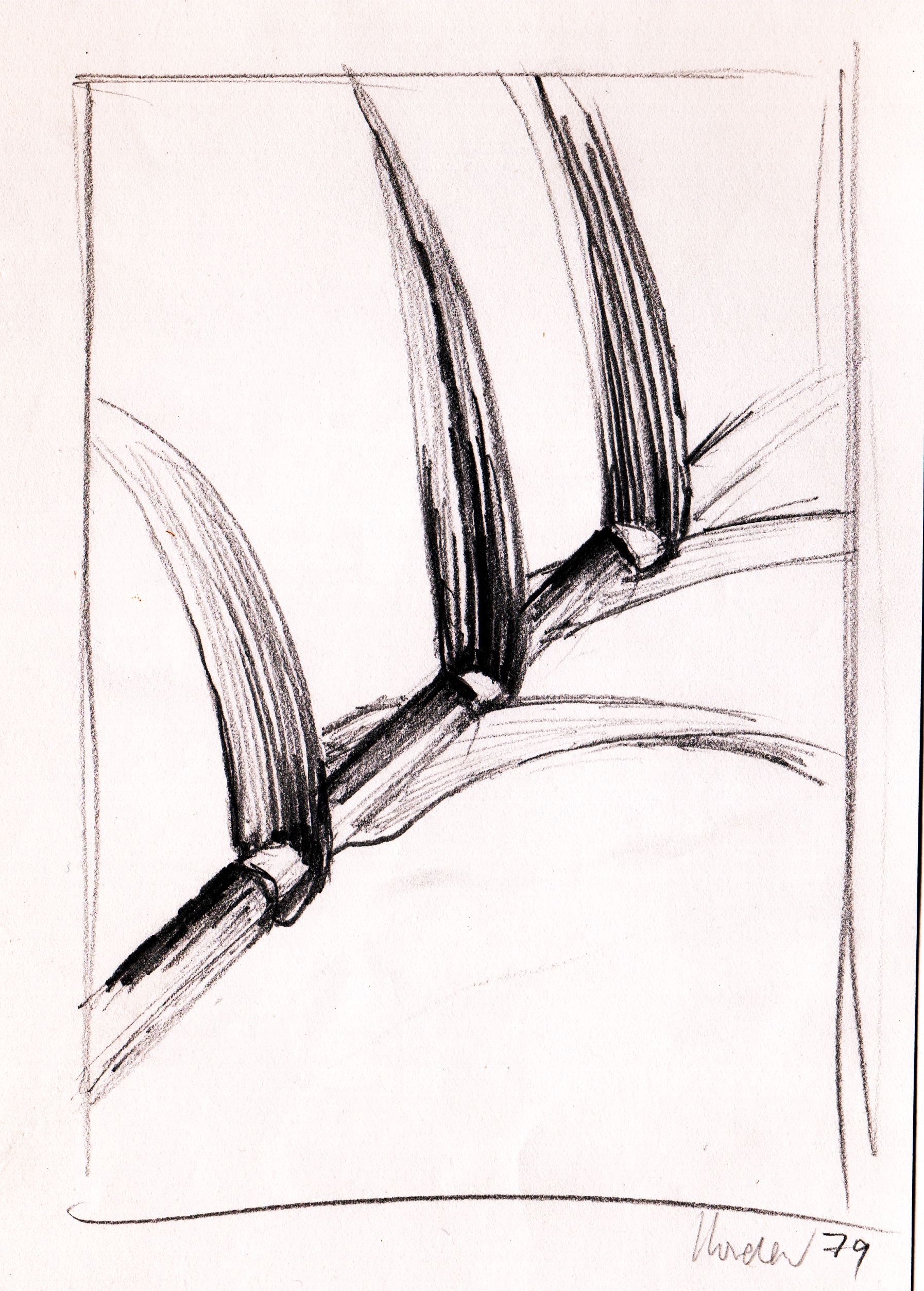 Bambus. Bleistift. 1979