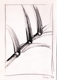 Bambus. Bleistift. 1979